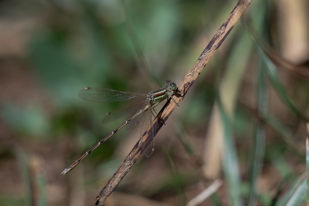 David Plant Photography - Wildlife Photography - Southern emerald - B.jpg - Southern emerald damselfly - Essex