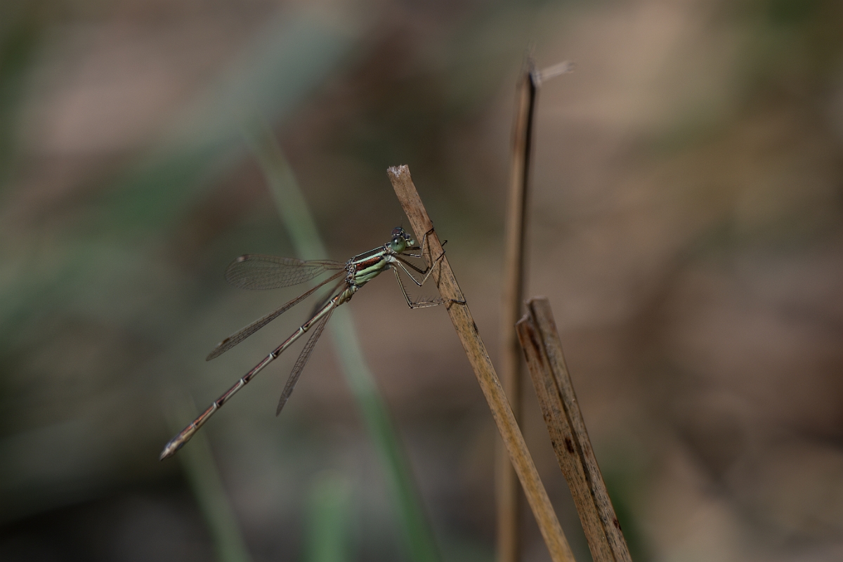 David Plant Photography - Wildlife Photography - Southern emerald - C.jpg - Southern emerald damselfly - Essex