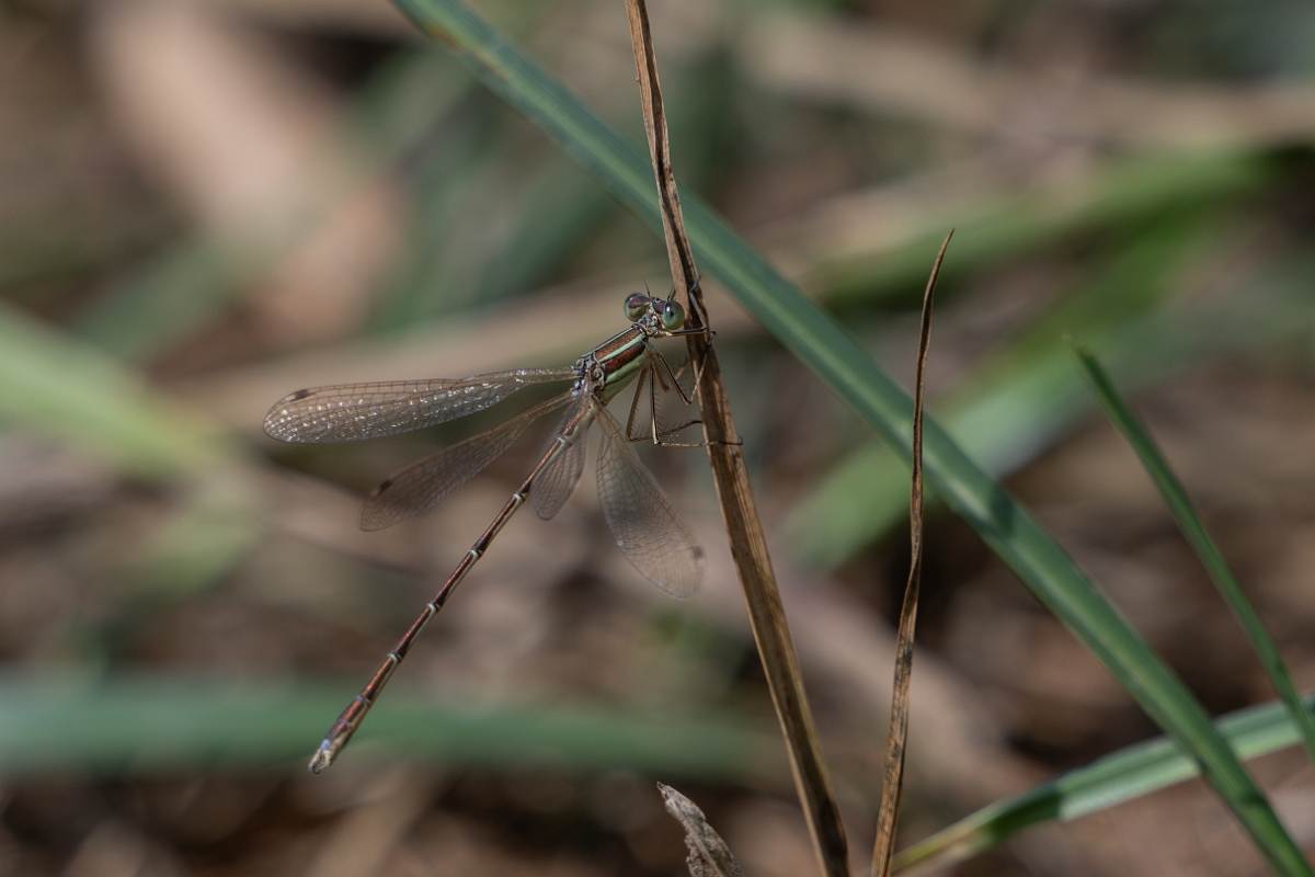 David Plant Photography - Wildlife Photography - Southern emerald - D.jpg - Southern emerald damselfly - Essex