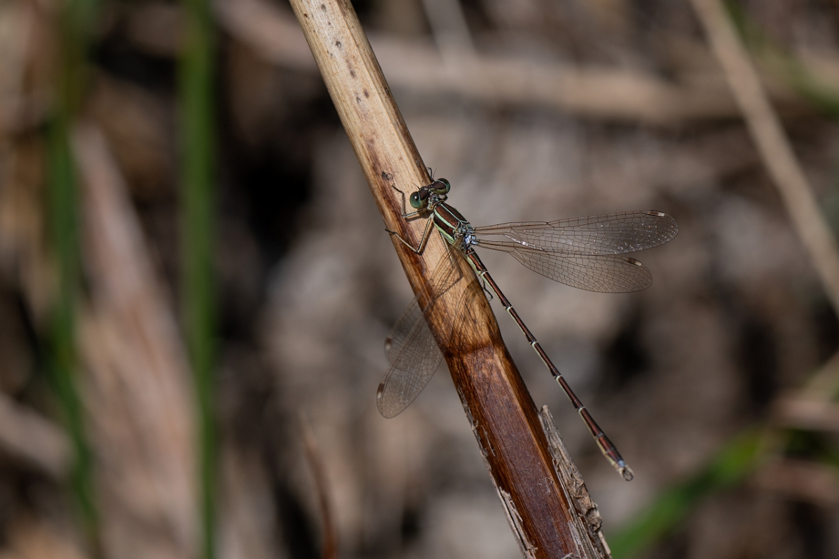 David Plant Photography - Wildlife Photography - Southern emerald - E.jpg - Southern emerald damselfly - Essex