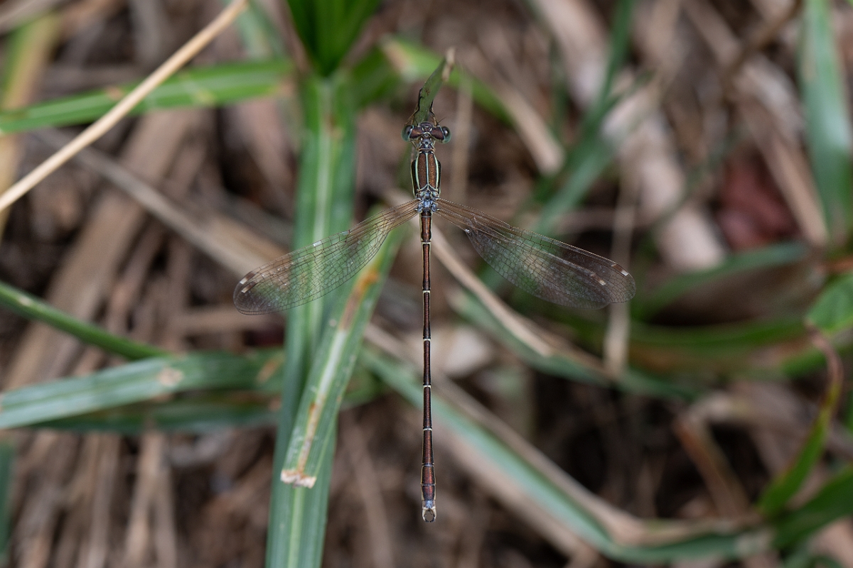 David Plant Photography - Wildlife Photography - Southern emerald - F.jpg - Southern emerald damselfly - Essex