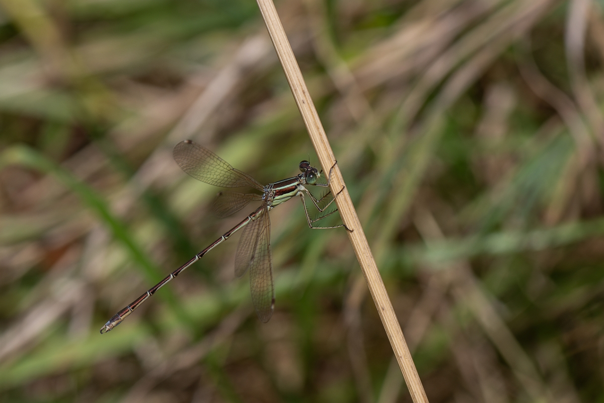 David Plant Photography - Wildlife Photography - Southern emerald - I.jpg - Southern emerald damselfly - Essex