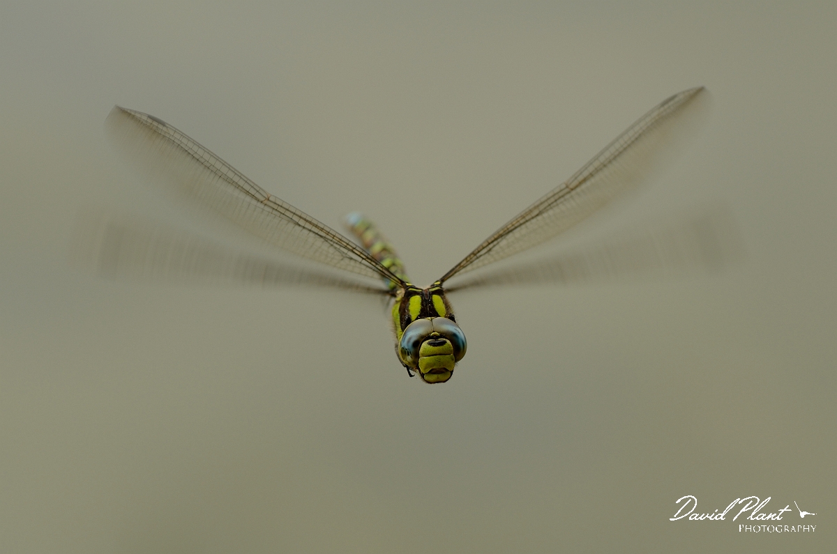 David Plant Photography - Wildlife Photography - Southern hawker - B.jpg - Southern hawker in flight  - Cambridgeshire