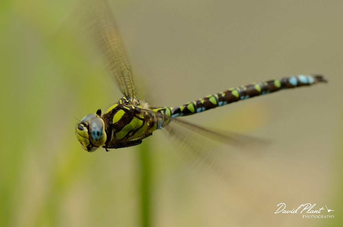 David Plant Photography - Wildlife Photography - Southern hawker - D.jpg - Southern hawker in flight  - Cambridgeshire