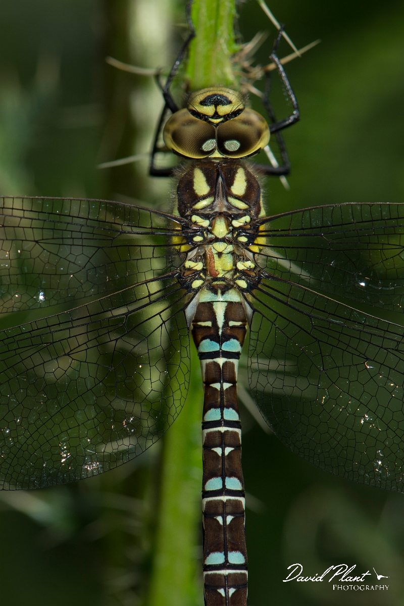 David Plant Photography - Wildlife Photography - Southern hawker - G.jpg - Southern hawker immature male - Hertfordshire