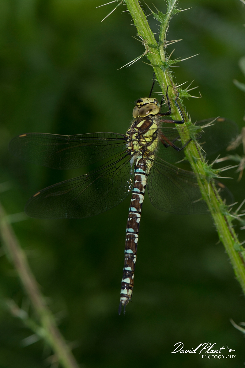 David Plant Photography - Wildlife Photography - Southern hawker - I.jpg - Southern hawker immature male - Hertfordshire