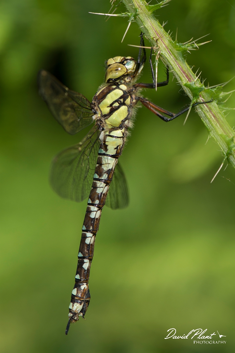 David Plant Photography - Wildlife Photography - Southern hawker - J.jpg - Southern hawker immature male - Hertfordshire