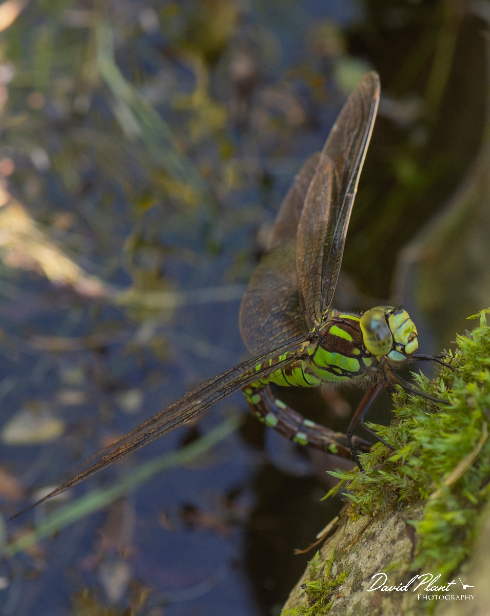David Plant Photography - Wildlife Photography - Southern hawker - K.jpg - Southern hawker, female egg laying - Cotswolds
