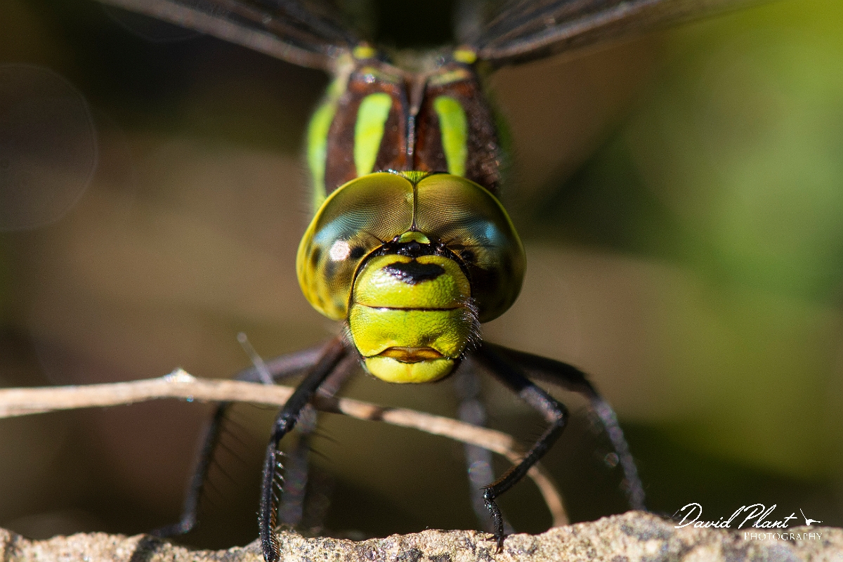 David Plant Photography - Wildlife Photography - Southern hawker - L.jpg - Southern hawker, female - Cotswolds