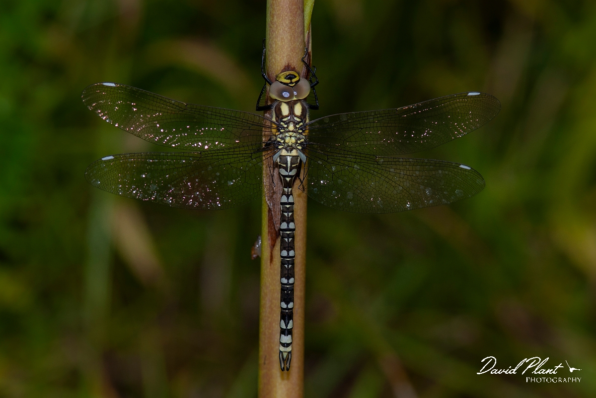 David Plant Photography - Wildlife Photography - Southern hawker - M.jpg - Southern hawker, immature male - Cotswolds