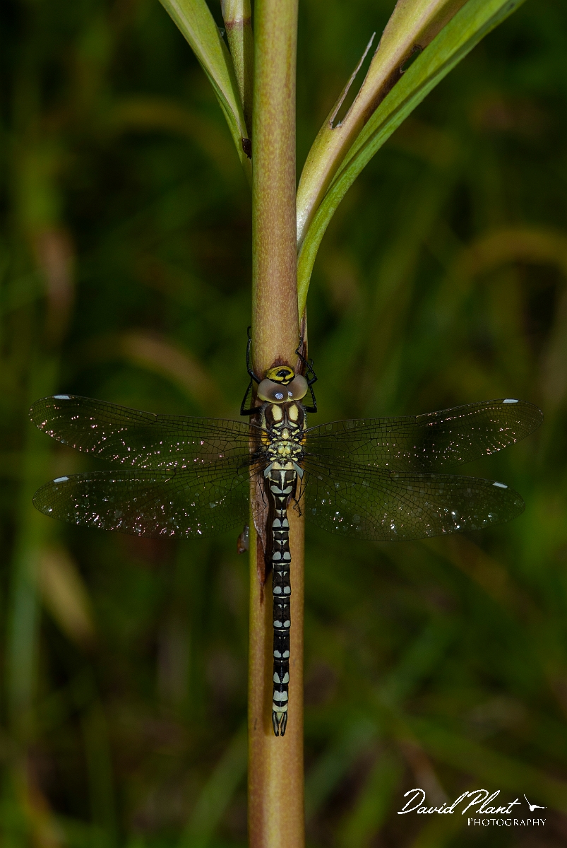 David Plant Photography - Wildlife Photography - Southern hawker - N.jpg - Southern hawker, immature male - Cotswolds