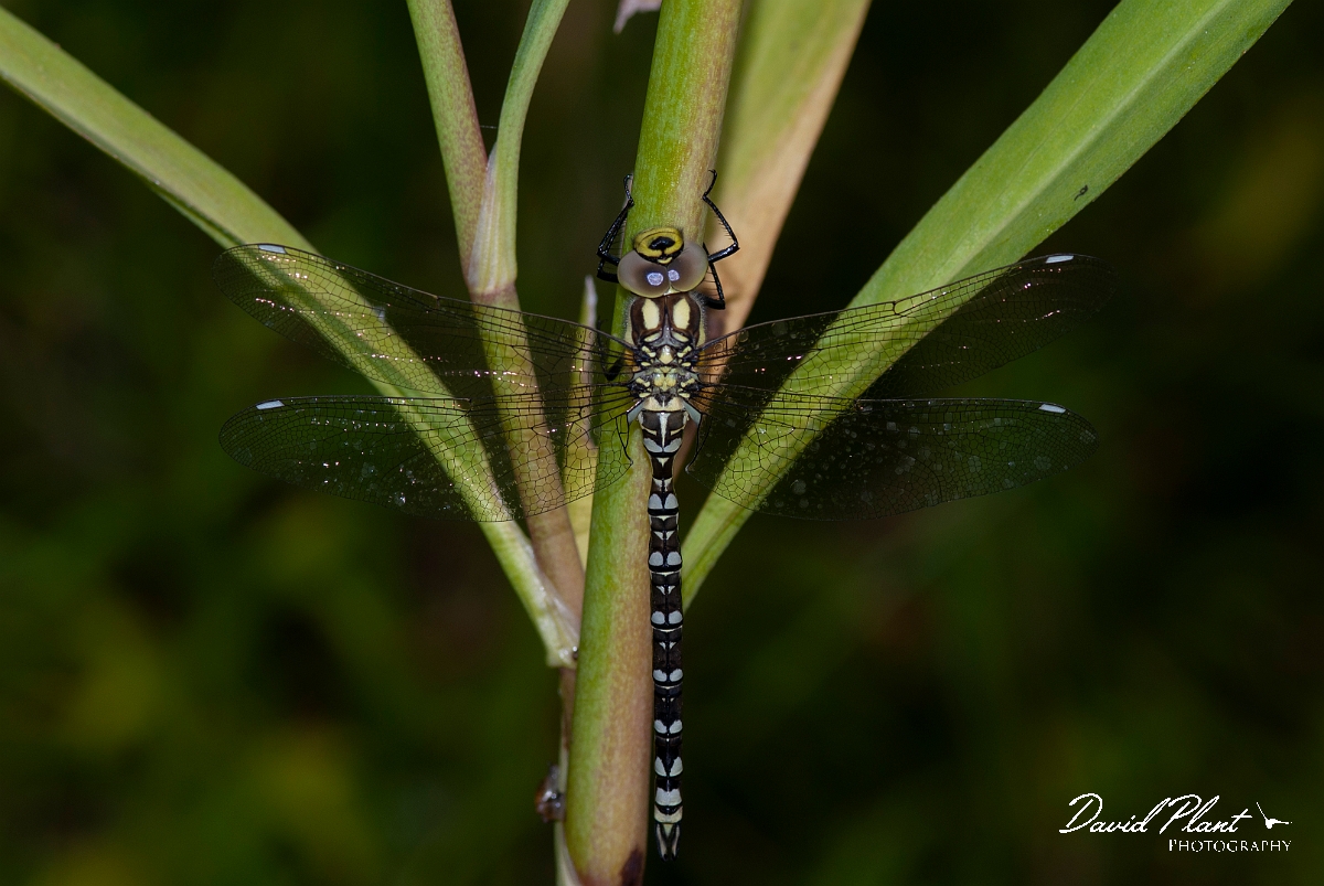 David Plant Photography - Wildlife Photography - Southern hawker - O.jpg - Southern hawker, immature male - Cotswolds