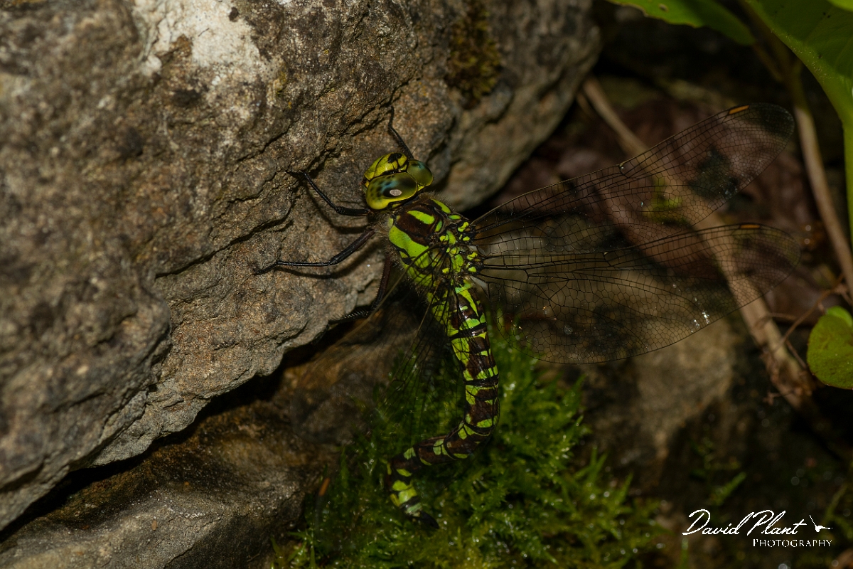 David Plant Photography - Wildlife Photography - Southern hawker - Q.jpg - Southern hawker, female egg laying - Cotswolds