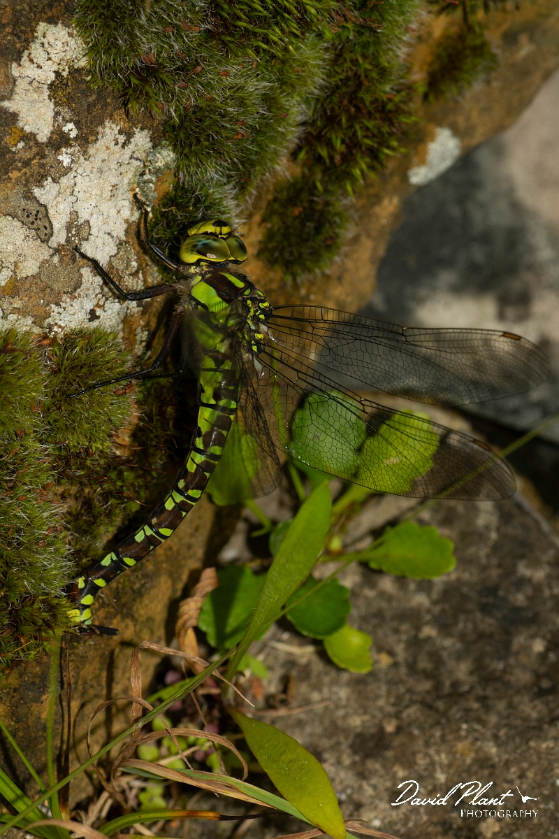 David Plant Photography - Wildlife Photography - Southern hawker - S.jpg - Southern hawker, female egg laying - Cotswolds
