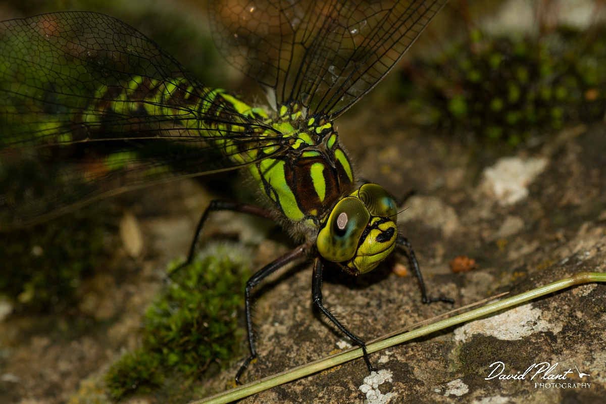 David Plant Photography - Wildlife Photography - Southern hawker - T.jpg - Southern hawker, female egg laying - Cotswolds