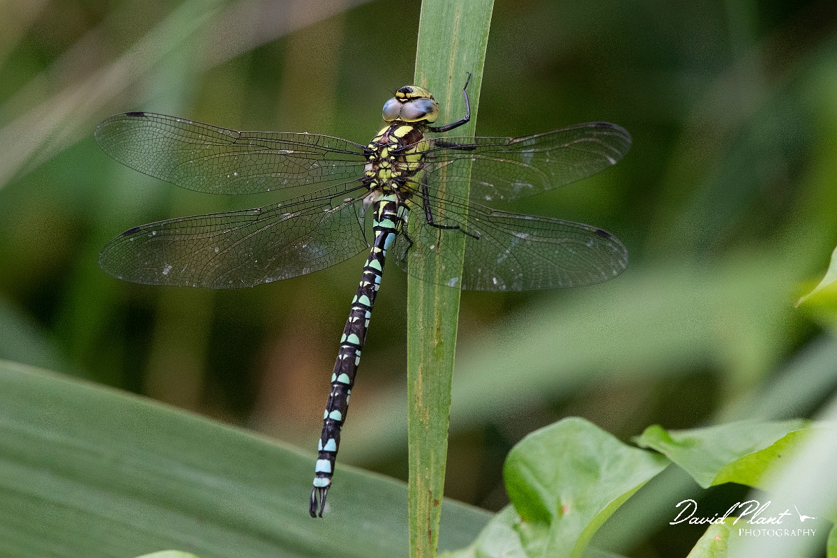 David Plant Photography - Wildlife Photography - Southern hawker - V.JPG - Southern hawker, immature male - Cambridgeshire