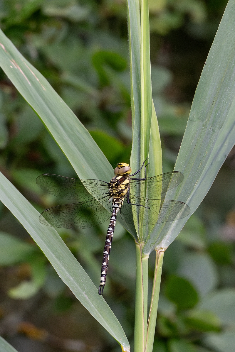 David Plant Photography - Wildlife Photography - Southern hawker - X.jpg - Southern hawker - Cambridgeshire