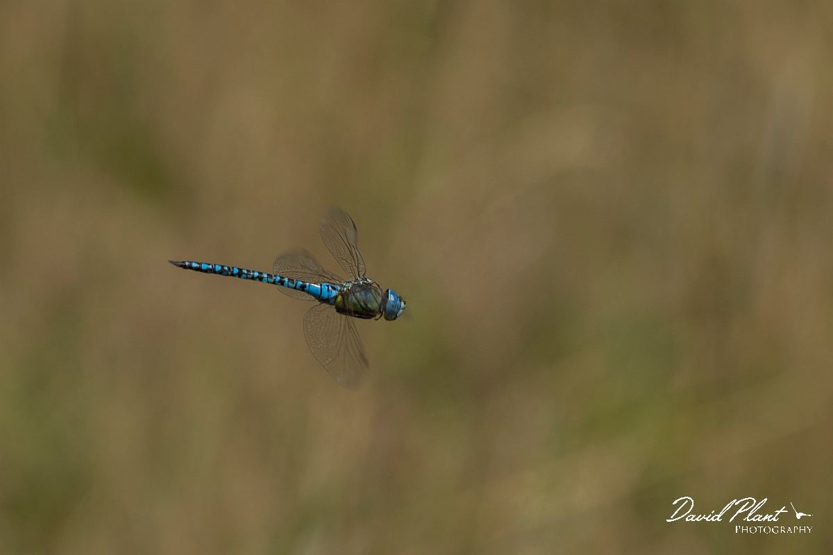 David Plant Photography - Wildlife Photography - Southern migrant hawker - A.jpg - Southern migrant hawker in flight - Essex