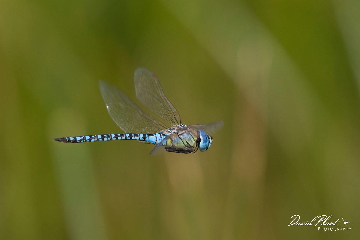 David Plant Photography - Wildlife Photography - Southern migrant hawker - B.jpg - Southern migrant hawker in flight - Essex