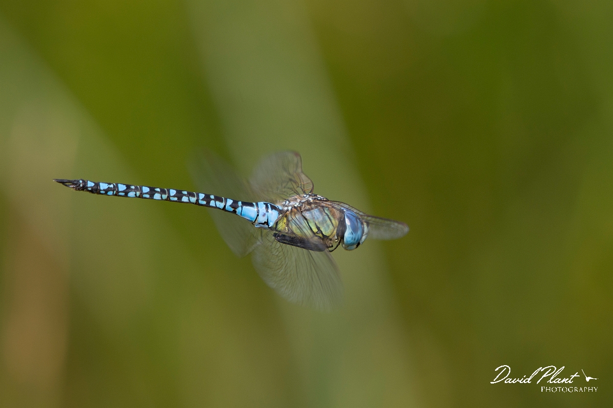 David Plant Photography - Wildlife Photography - Southern migrant hawker - C.jpg - Southern migrant hawker in flight - Essex
