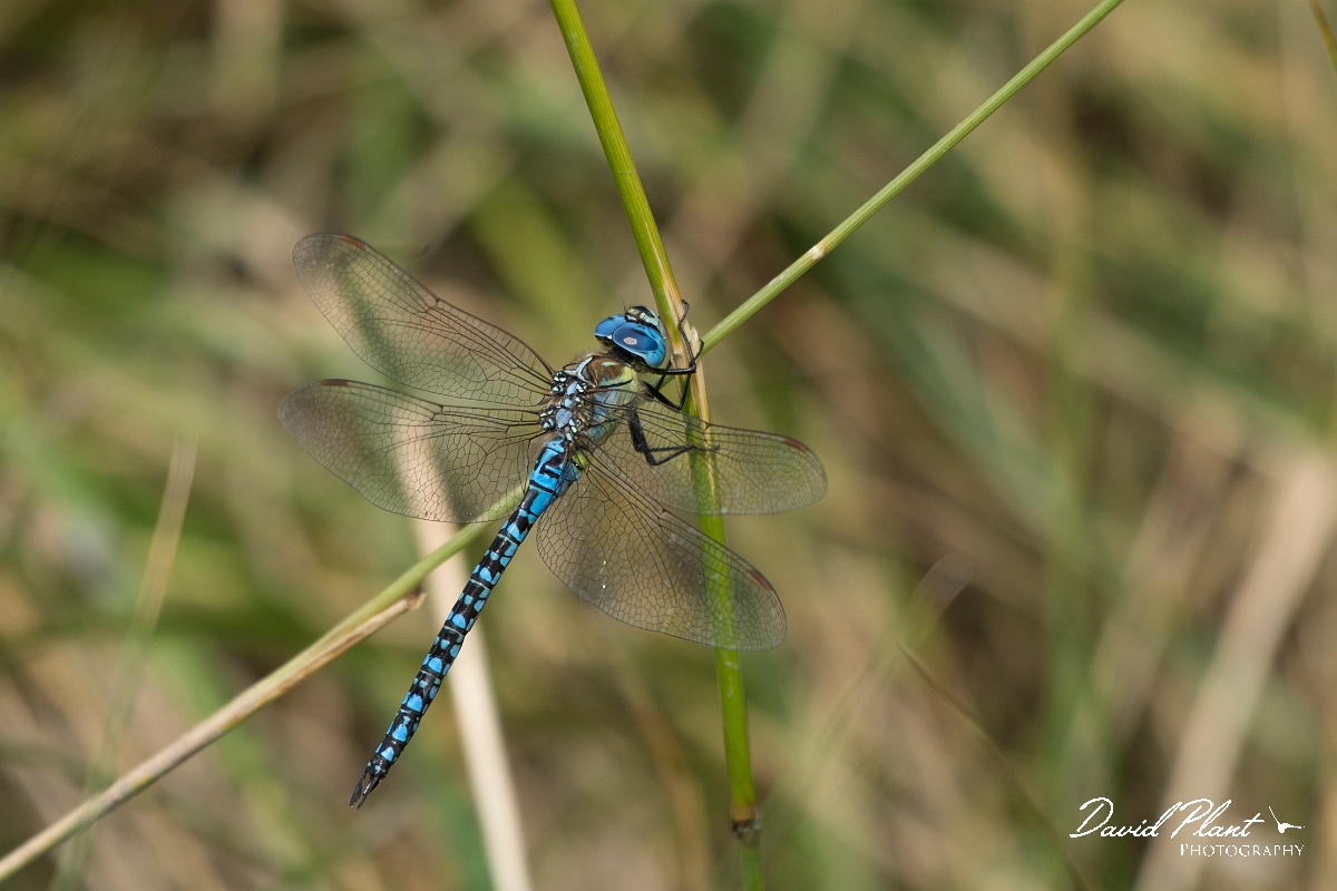 David Plant Photography - Wildlife Photography - Southern migrant hawker - D.jpg - Southern migrant hawker - Essex