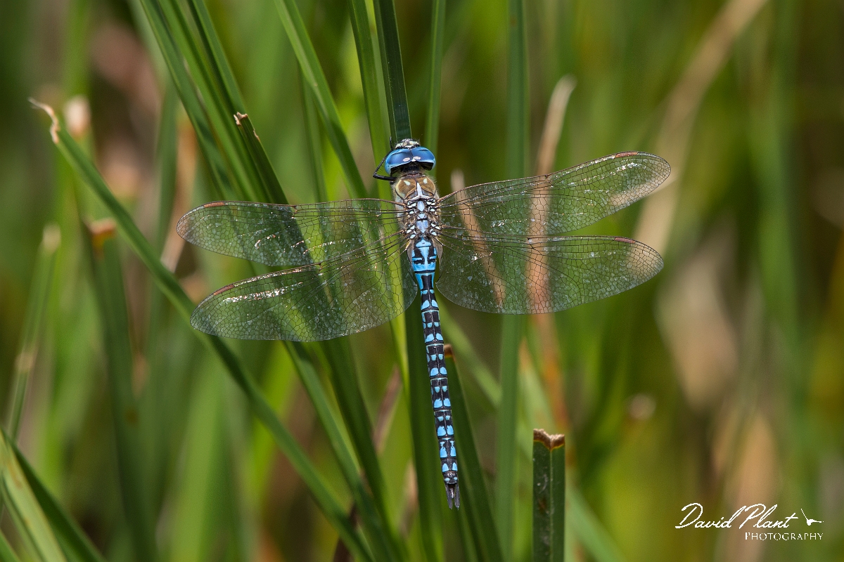 David Plant Photography - Wildlife Photography - Southern migrant hawker - F.jpg - Southern migrant hawker - Essex
