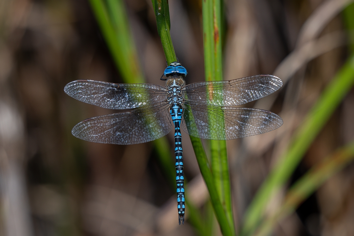 David Plant Photography - Wildlife Photography - Southern migrant hawker - J.jpg - Southern migrant hawker, male - Essex