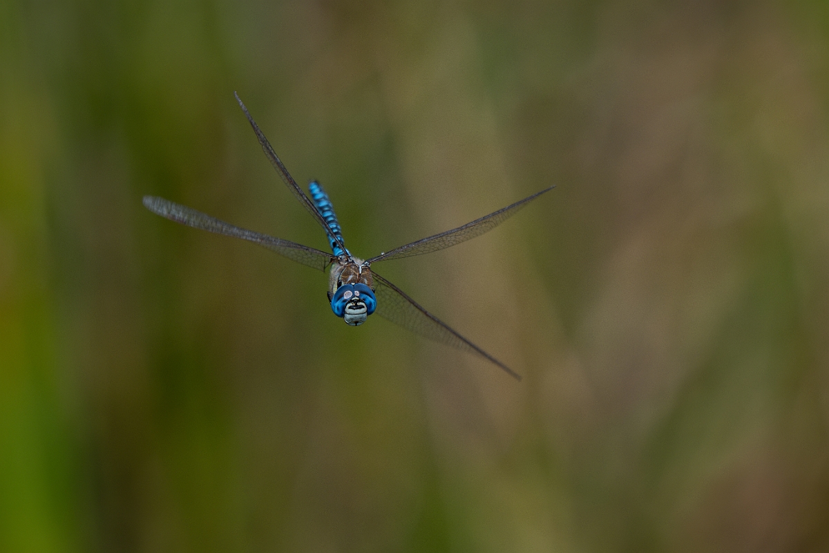 David Plant Photography - Wildlife Photography - Southern migrant hawker - K.jpg - Southern migrant hawker, male - Essex