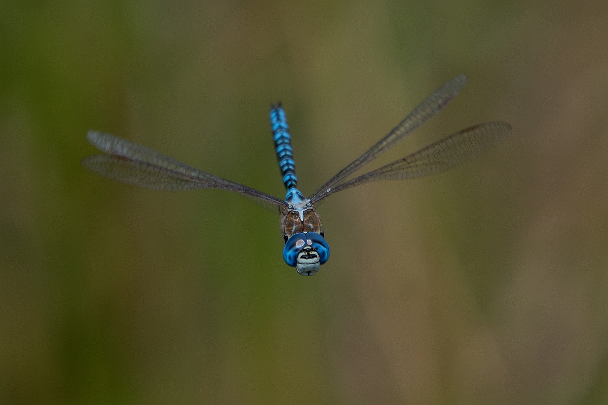 David Plant Photography - Wildlife Photography - Southern migrant hawker - L.jpg - Southern migrant hawker, male - Essex