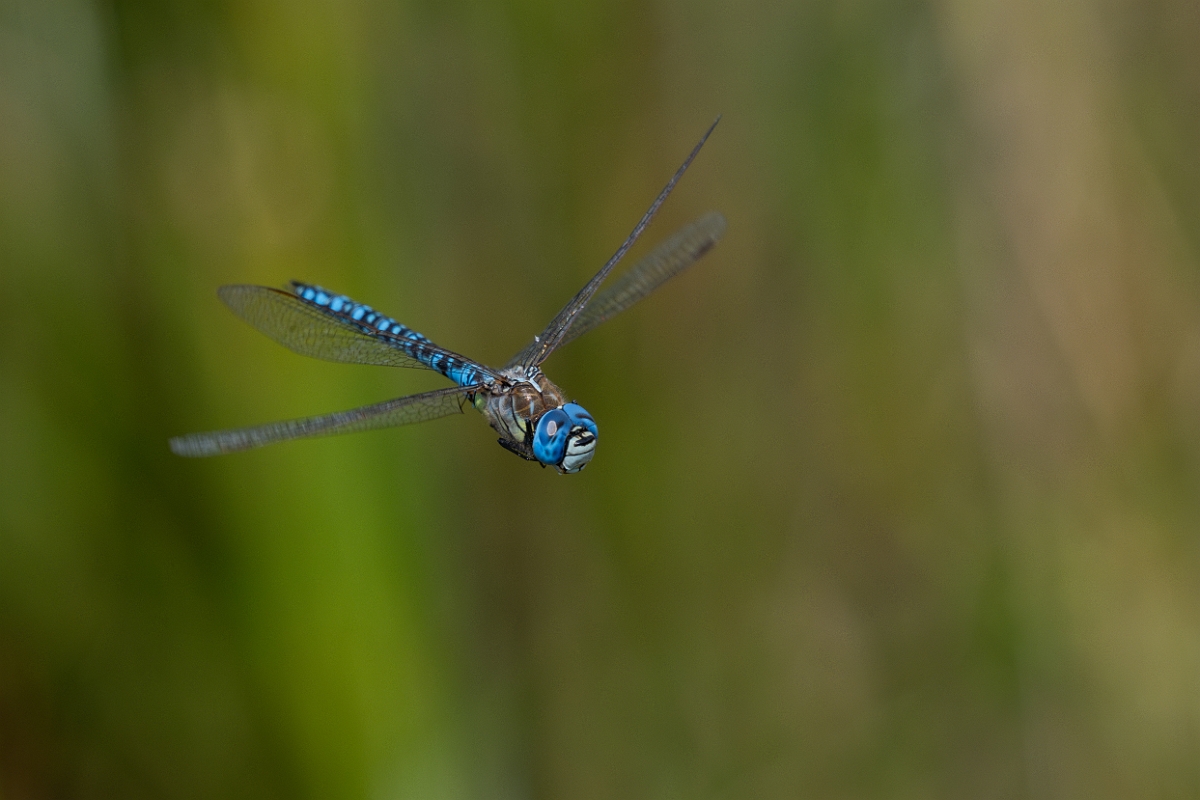 David Plant Photography - Wildlife Photography - Southern migrant hawker - M.jpg - Southern migrant hawker, male - Essex