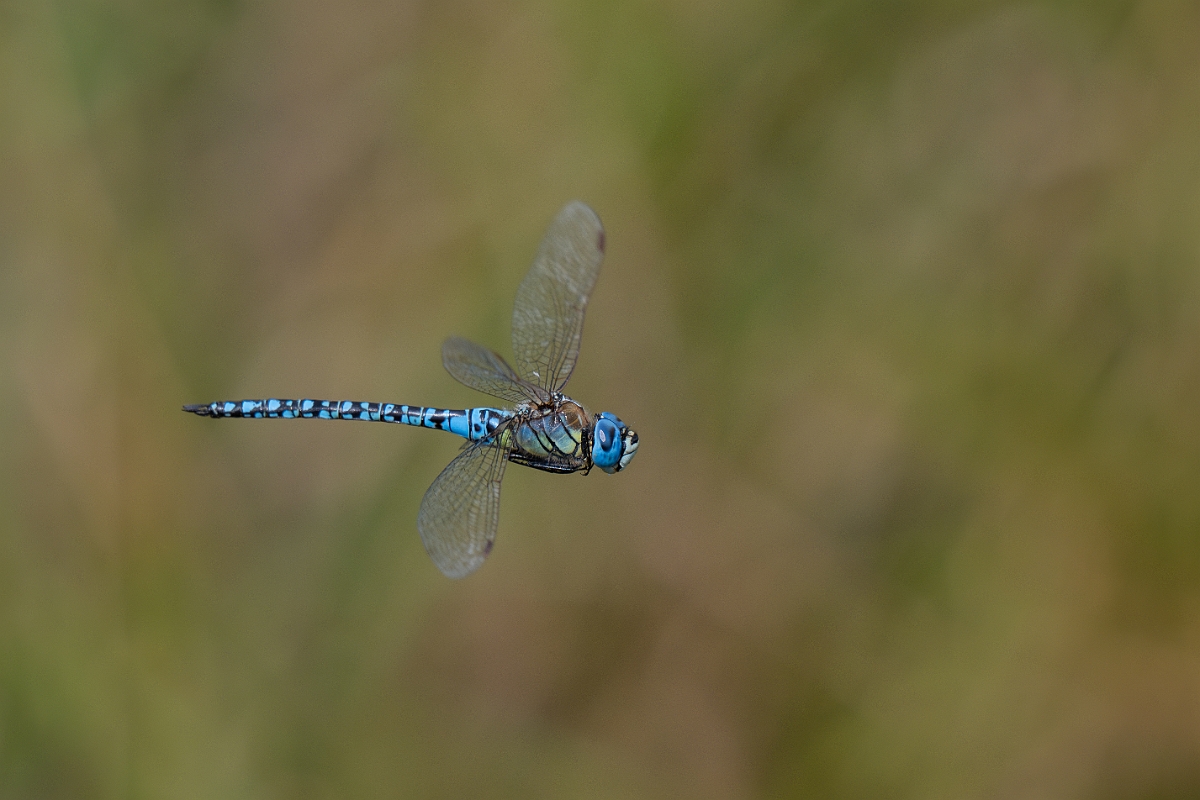 David Plant Photography - Wildlife Photography - Southern migrant hawker - N.jpg - Southern migrant hawker, male - Essex