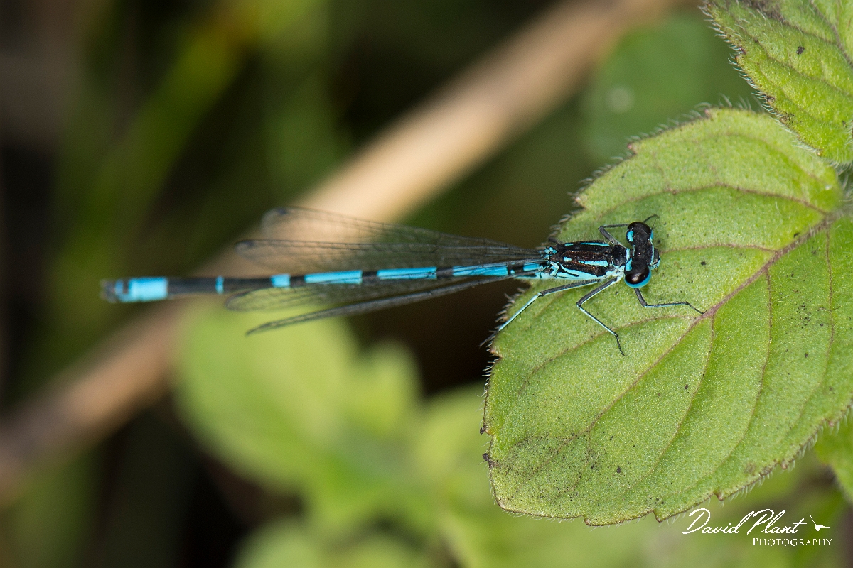 David Plant Photography - Wildlife Photography - Variable damselfly - A.jpg - Variable damselfly - Anglesey
