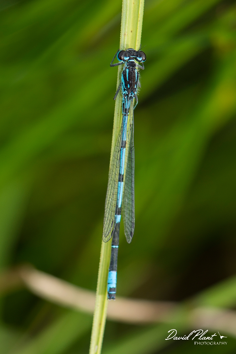 David Plant Photography - Wildlife Photography - Variable damselfly - D.jpg - Variable damselfly - Anglesey