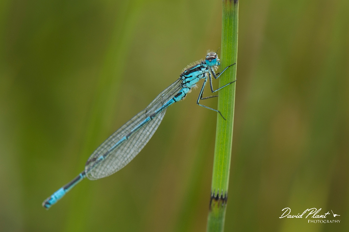 David Plant Photography - Wildlife Photography - Variable damselfly - E.jpg - Variable damselfly - Anglesey