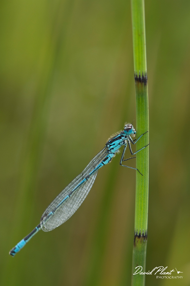 David Plant Photography - Wildlife Photography - Variable damselfly - F.jpg - Variable damselfly - Anglesey