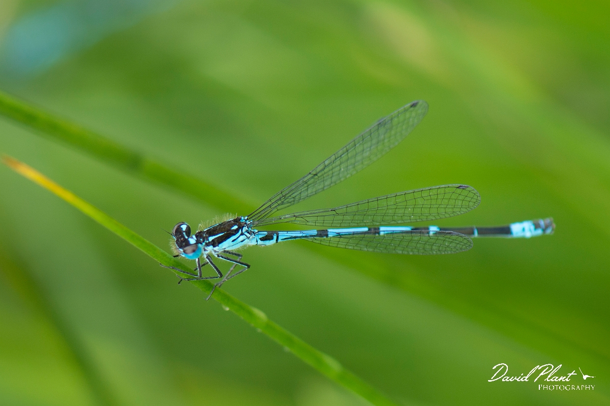 David Plant Photography - Wildlife Photography - Variable damselfly - G.jpg - Variable damselfly - Anglesey