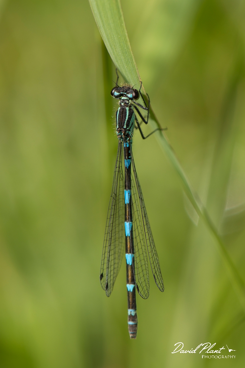 David Plant Photography - Wildlife Photography - Variable damselfly - I.jpg - Variable damselfly female - Anglesey