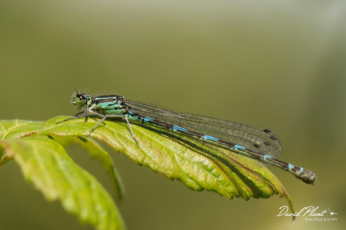 David Plant Photography - Wildlife Photography - Variable damselfly - J.jpg - Variable damselfly female - Anglesey