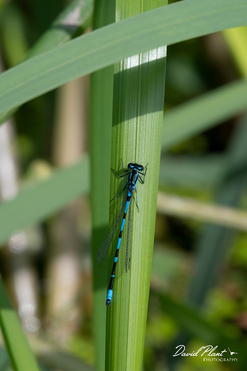 David Plant Photography - Wildlife Photography - Variable damselfly - K.jpg - Variable damselfly - Cambridgeshire
