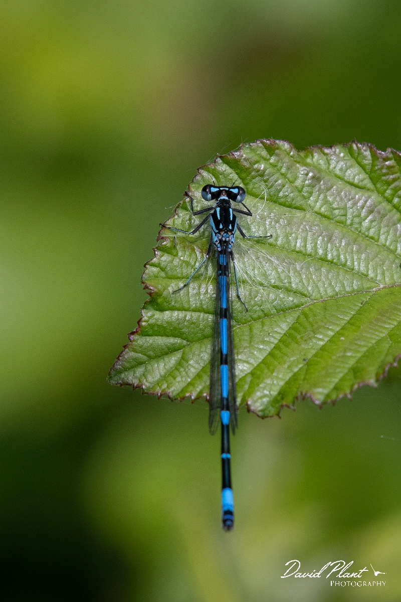 David Plant Photography - Wildlife Photography - Variable damselfly - L.jpg - Variable damselfly - Cambridgeshire