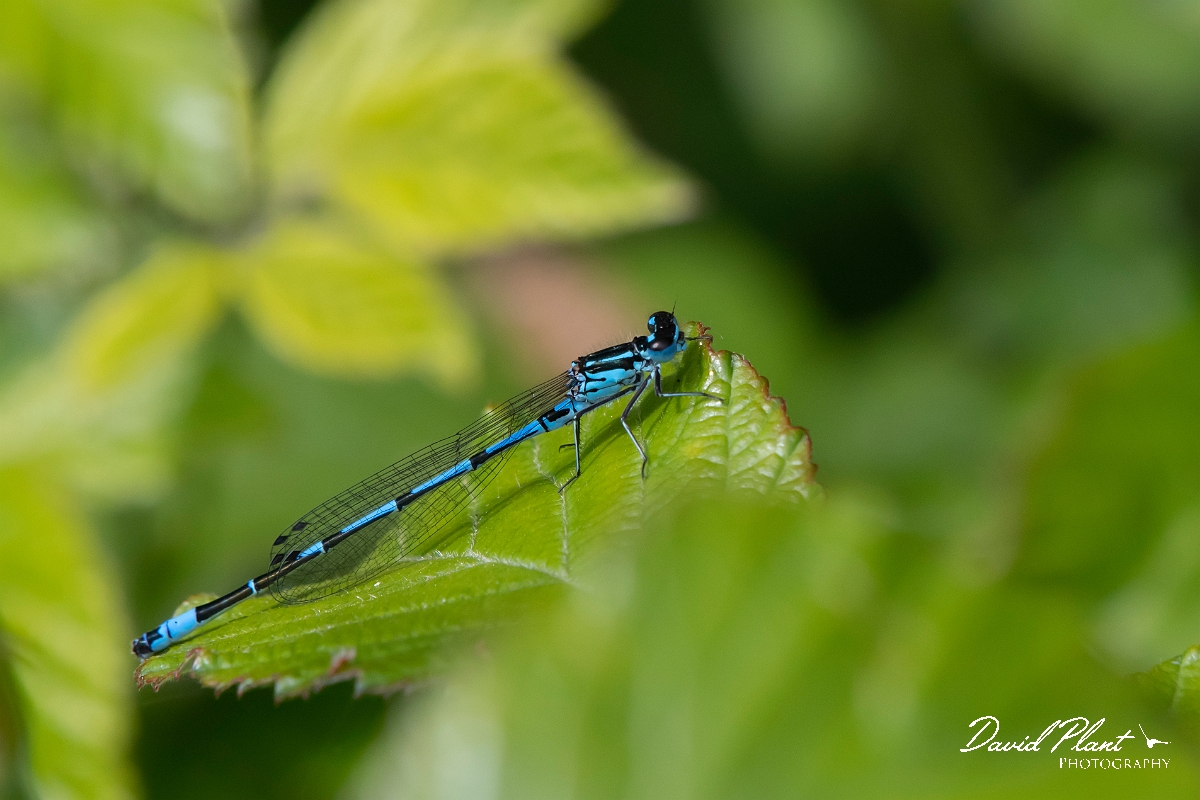 David Plant Photography - Wildlife Photography - Variable damselfly - M.jpg - Variable damselfly - Cambridgeshire