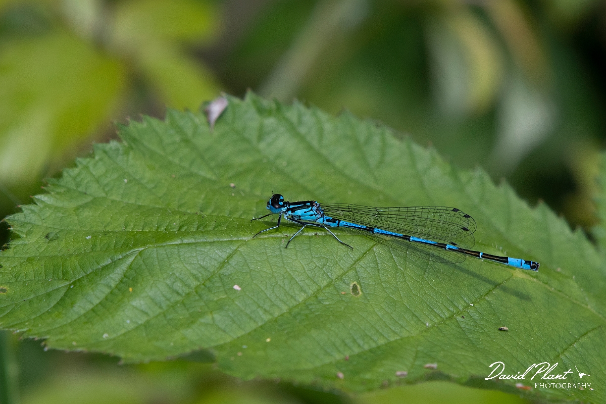 David Plant Photography - Wildlife Photography - Variable damselfly - N.jpg - Variable damselfly - Cambridgeshire