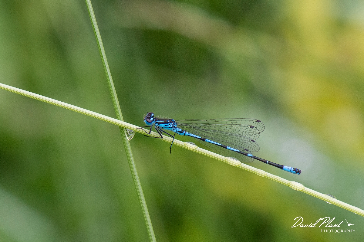 David Plant Photography - Wildlife Photography - Variable damselfly - O.JPG - Variable damselfly, male - Norfolk