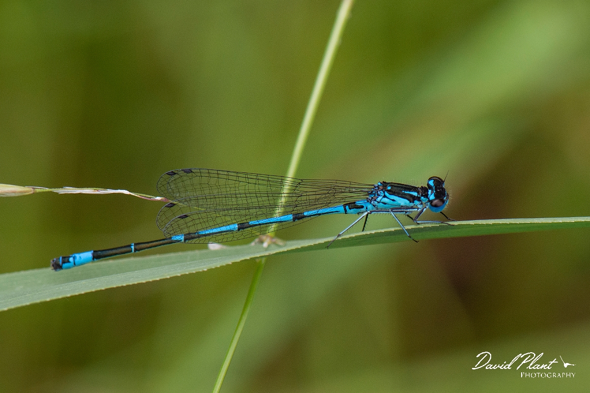 David Plant Photography - Wildlife Photography - Variable damselfly - Q.JPG - Variable damselfly, male - Norfolk