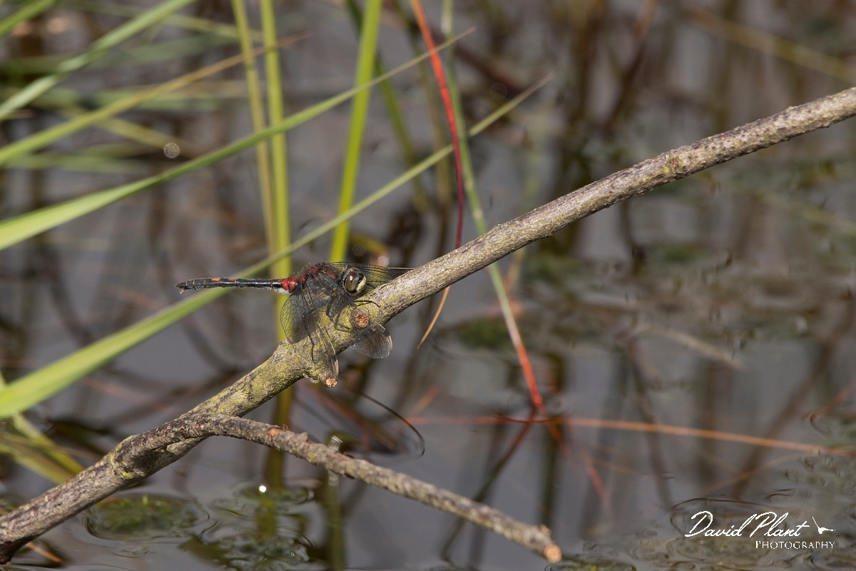 David Plant Photography - Wildlife Photography - White-faced darter - A.jpg - White-faced darter - Shropshire