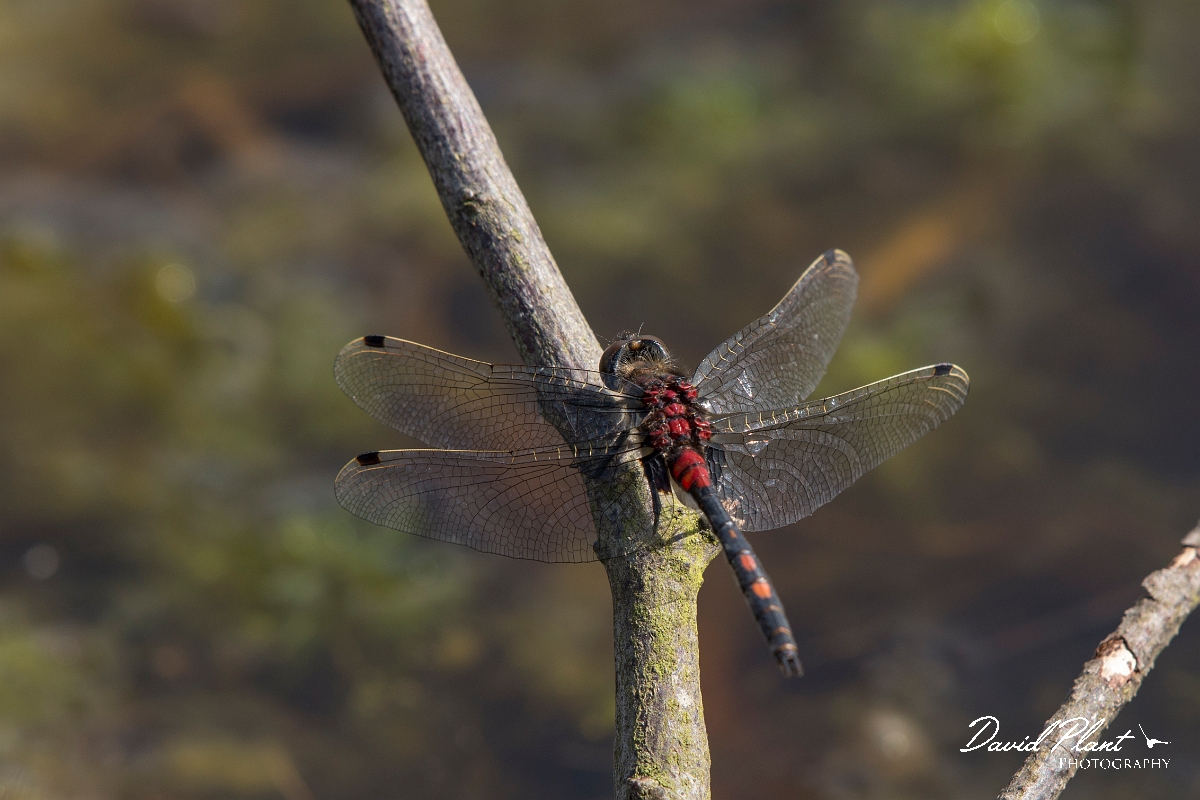 David Plant Photography - Wildlife Photography - White-faced darter - B.jpg - White-faced darter - Shropshire