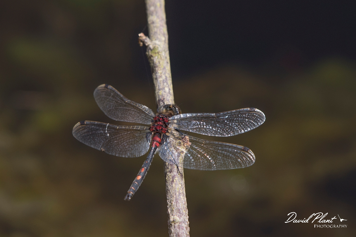 David Plant Photography - Wildlife Photography - White-faced darter - E.jpg - White-faced darter - Shropshire