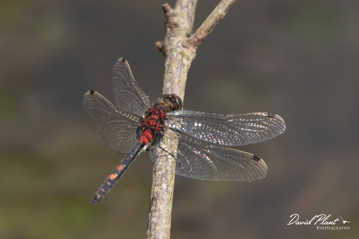 David Plant Photography - Wildlife Photography - White-faced darter - F.jpg - White-faced darter - Shropshire