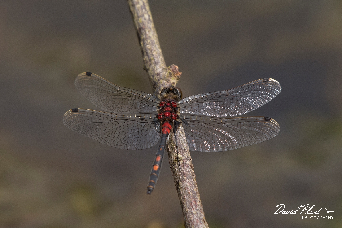 David Plant Photography - Wildlife Photography - White-faced darter - G.jpg - White-faced darter - Shropshire