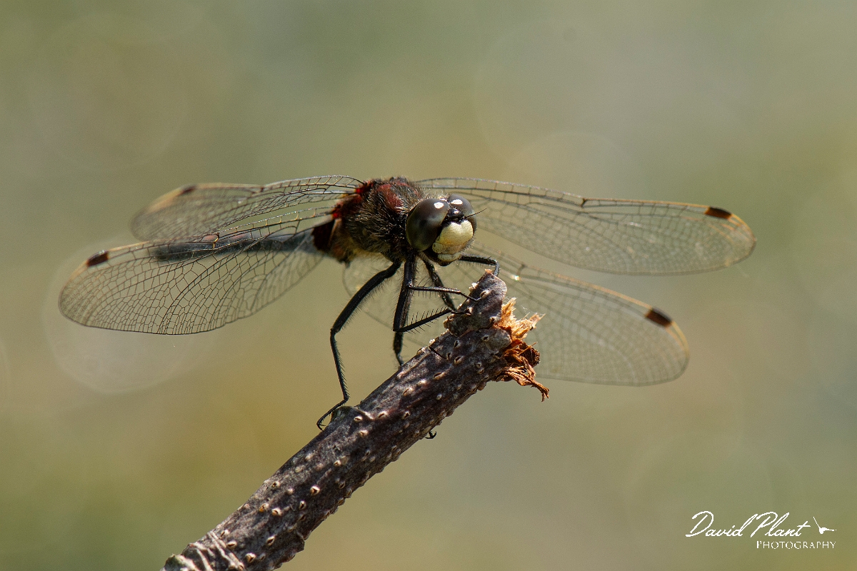 David Plant Photography - Wildlife Photography - White-faced darter - H.jpg - White-faced darter - Staffordshire
